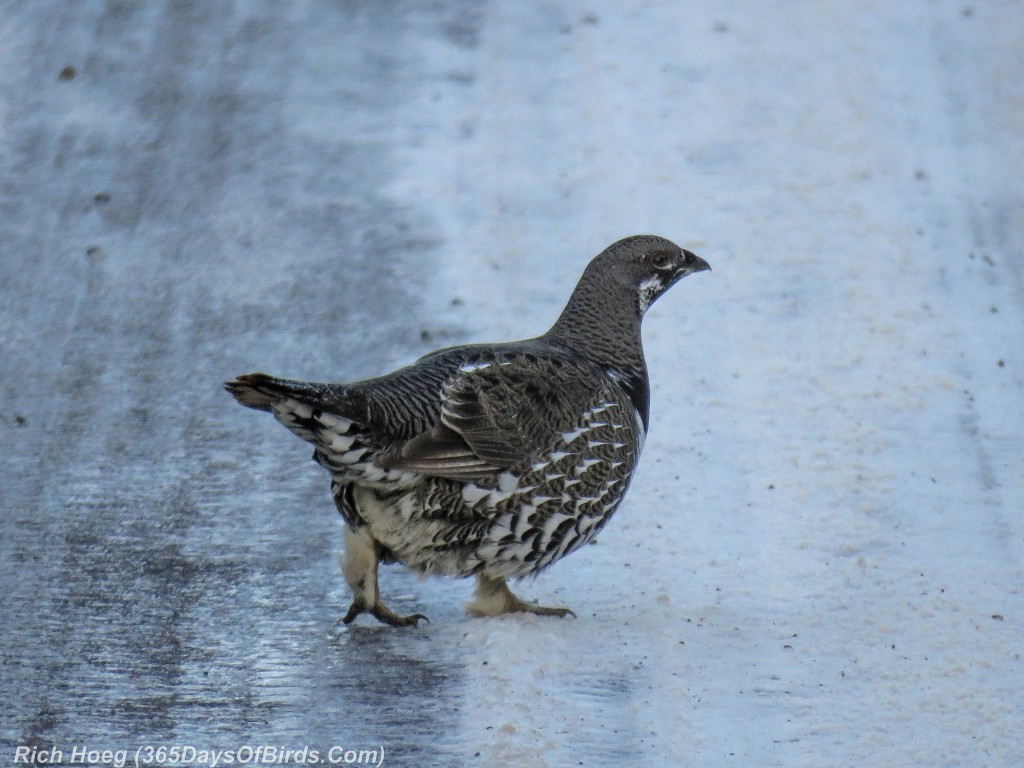 359-Birds-365-Spruce-Grouse-2