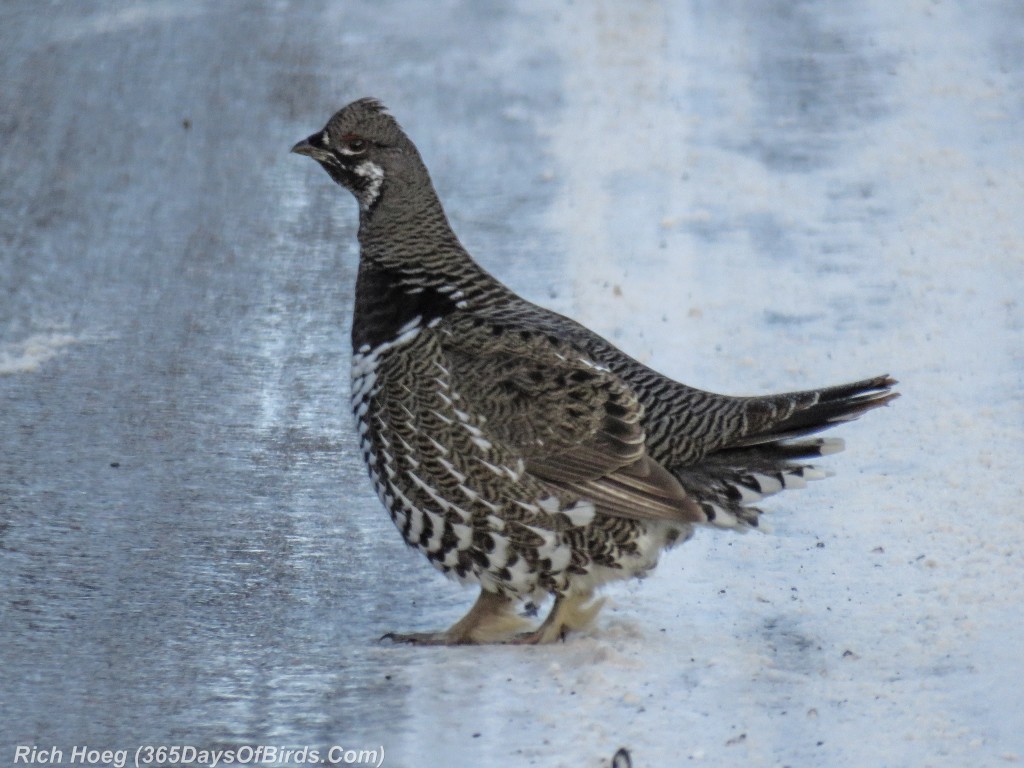 359-Birds-365-Spruce-Grouse-3