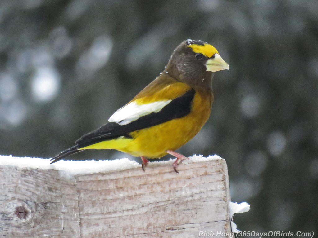 360-Birds-365-Evening-Grosbeak-1