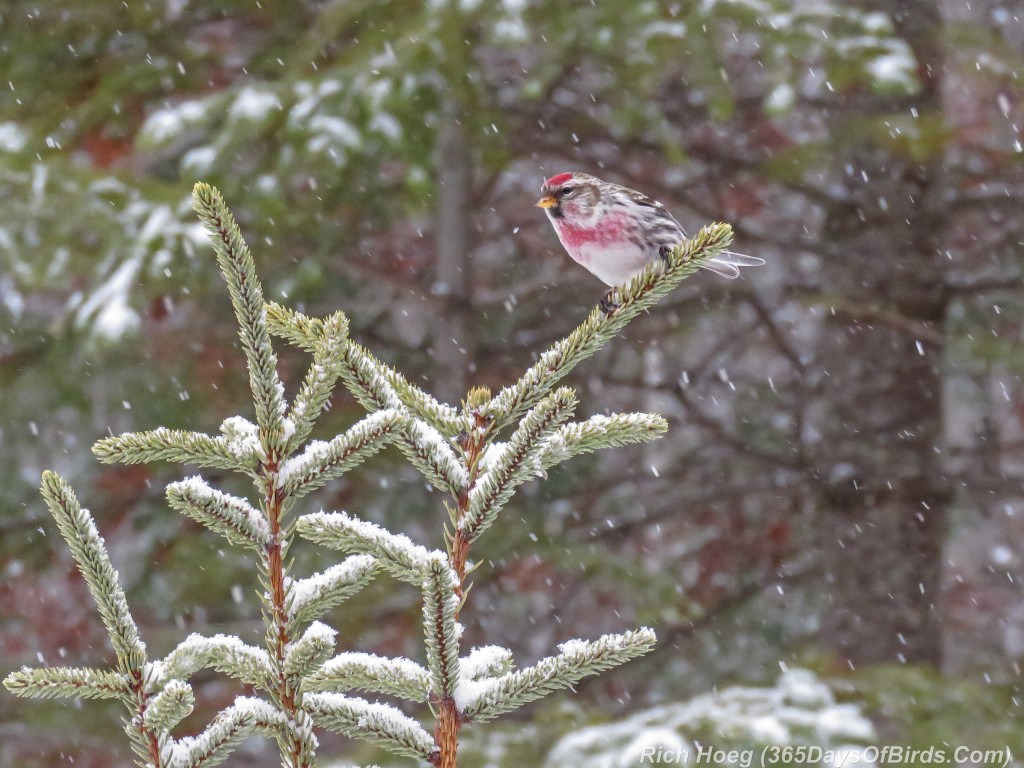 360-Birds-365-Redpoll-Male-Snow-Squall