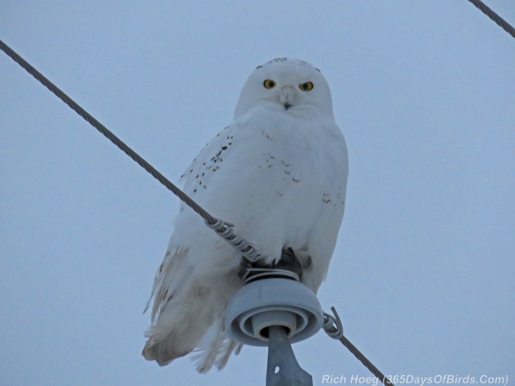 361-Birds-365-Duluth-Airport-Snowy-Owl-4