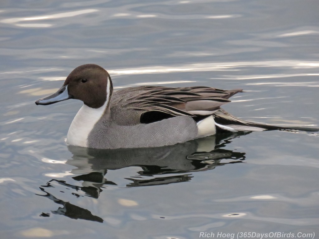 361-Birds-365-Northern-Pintail