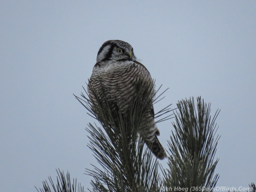 362-Birds-365-Northern-Hawk-Owl-Perched
