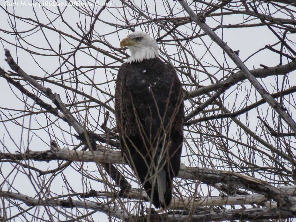 364-Birds-365-Bald-Eagle-Adult