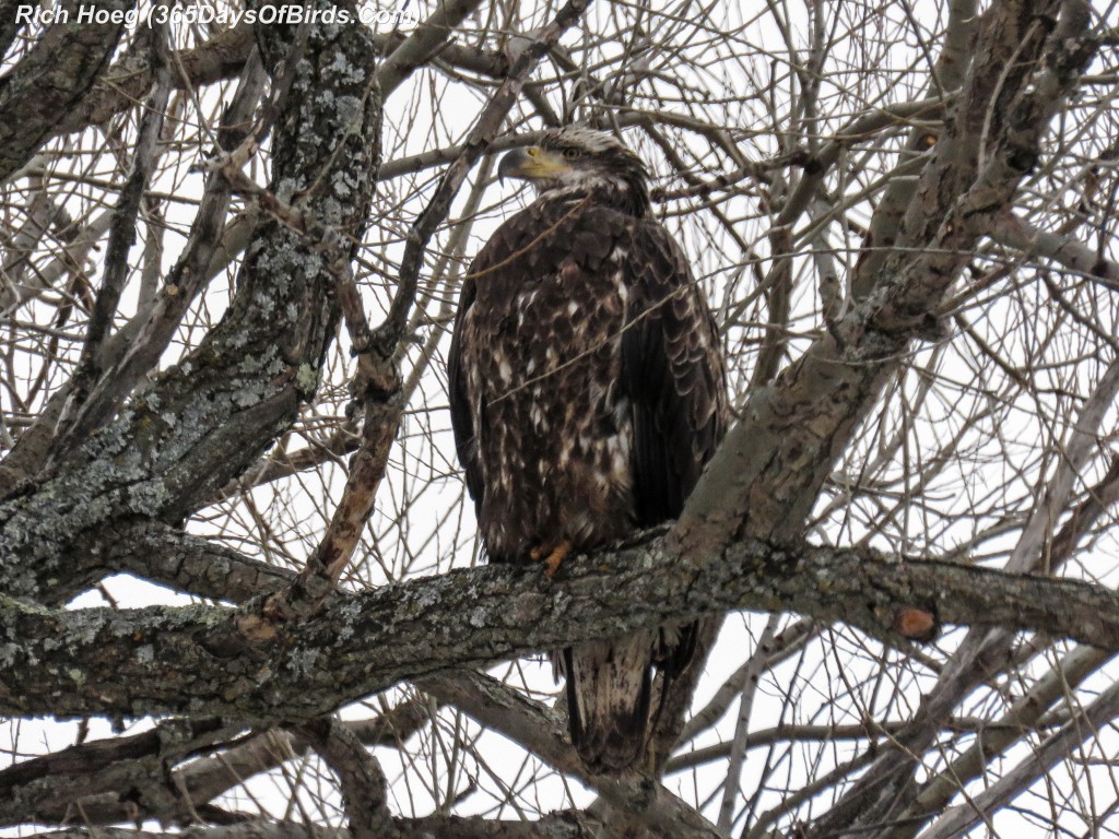 364-Birds-365-Bald-Eagle-Juvenile-Perched