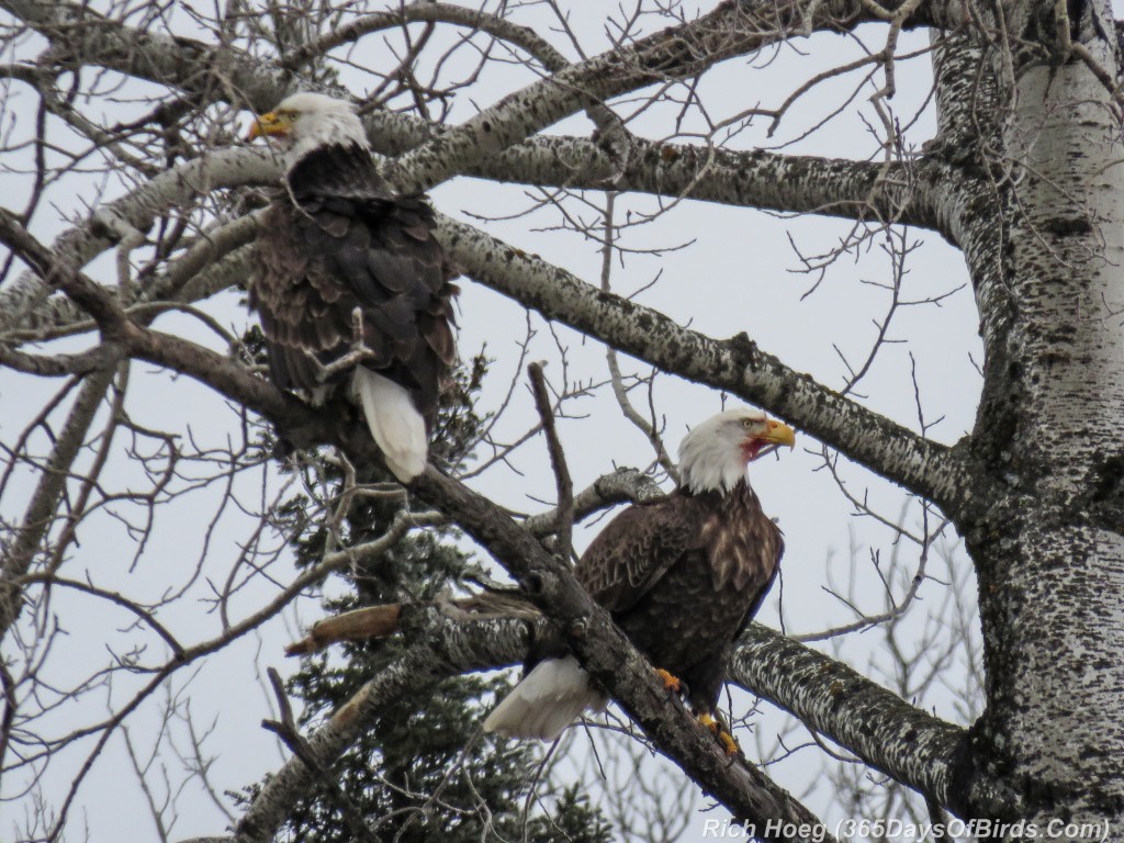 365-Birds-365-Bald-Eagles-Road-Kill-Cafe