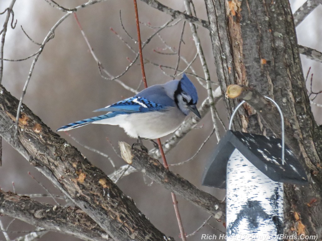 365-Birds-365-Blue-Jay