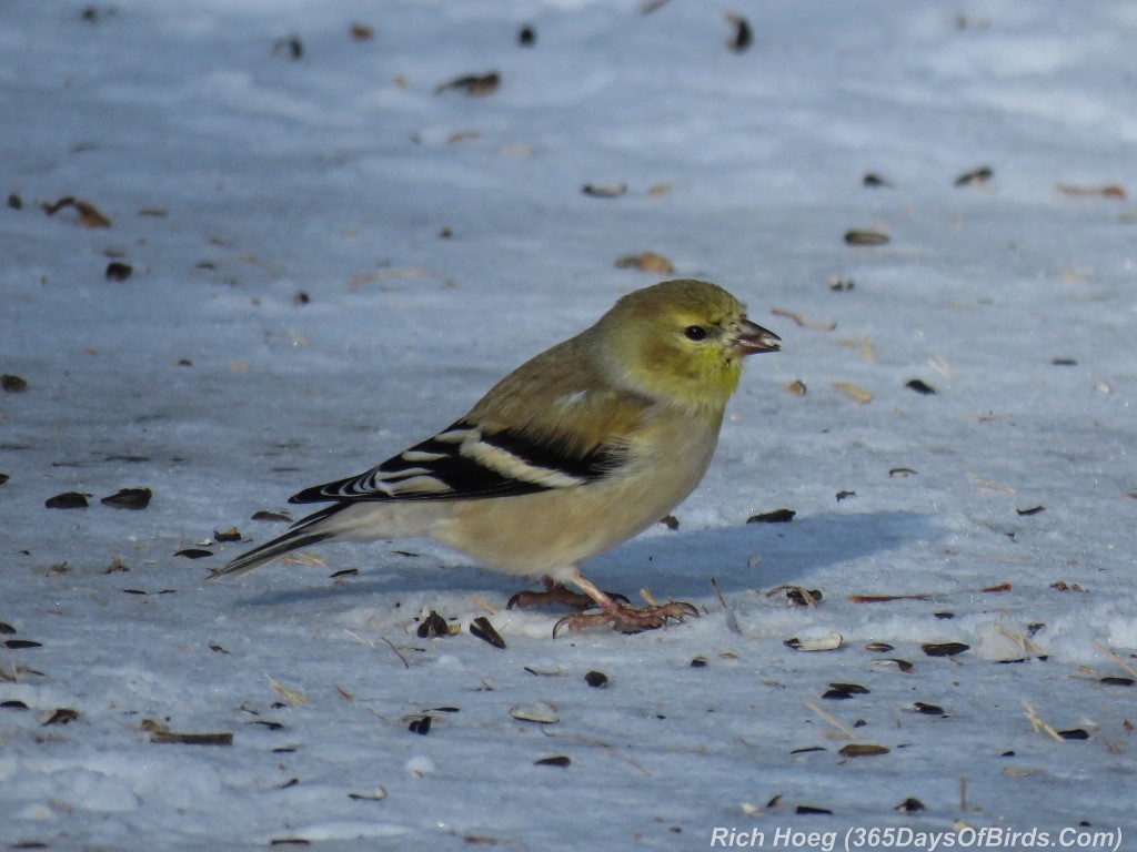 365-Birds-365-Gold-Finch