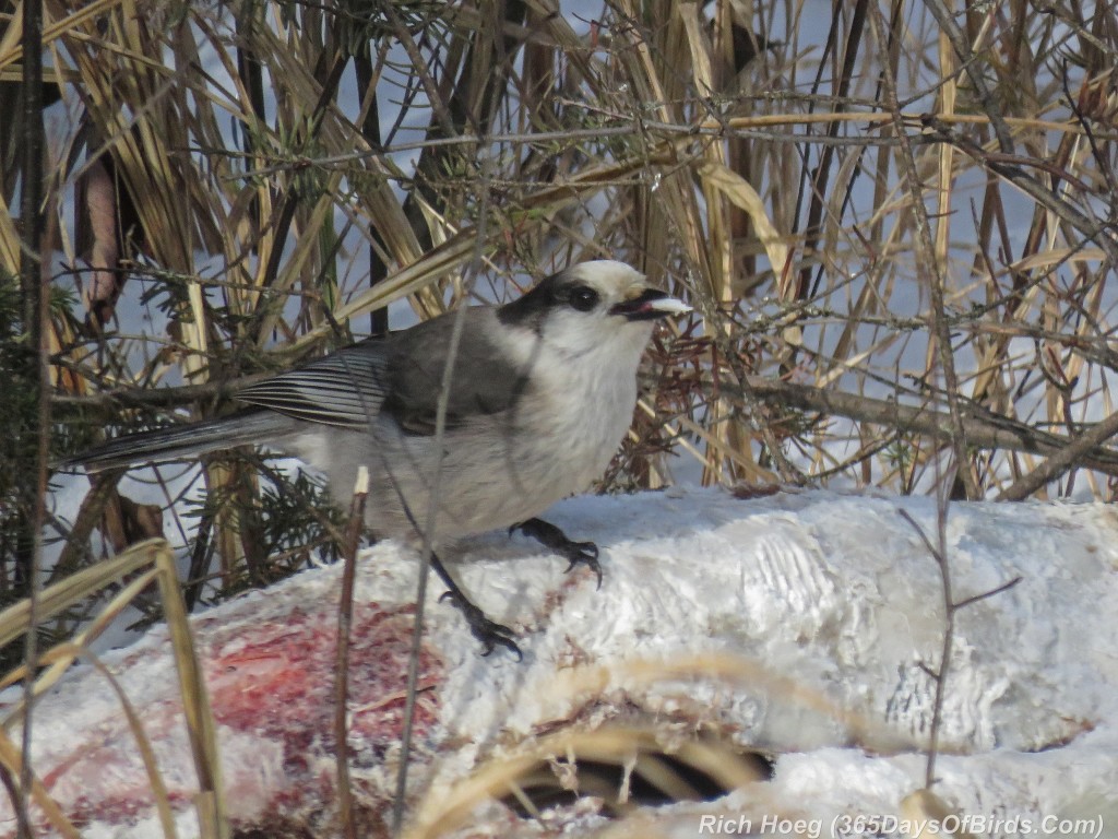 365-Birds-365-Grey-Jay