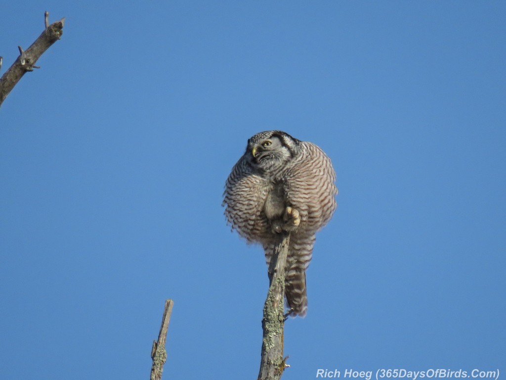 365-Birds-365-Northern-Hawk-Owl