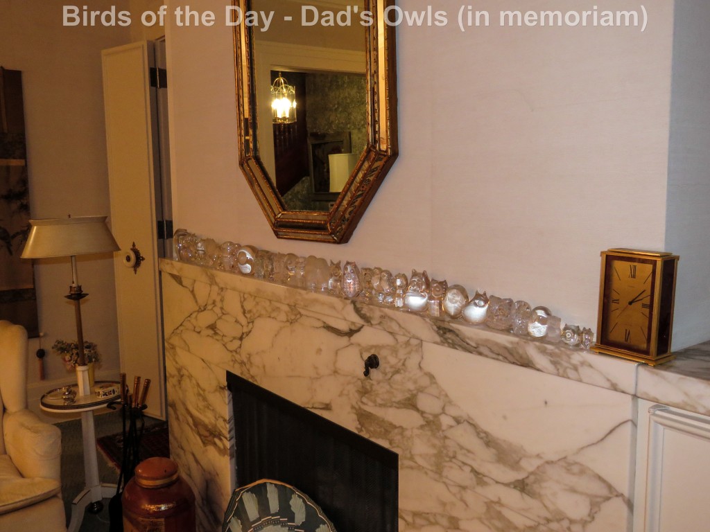 Dads-Owls