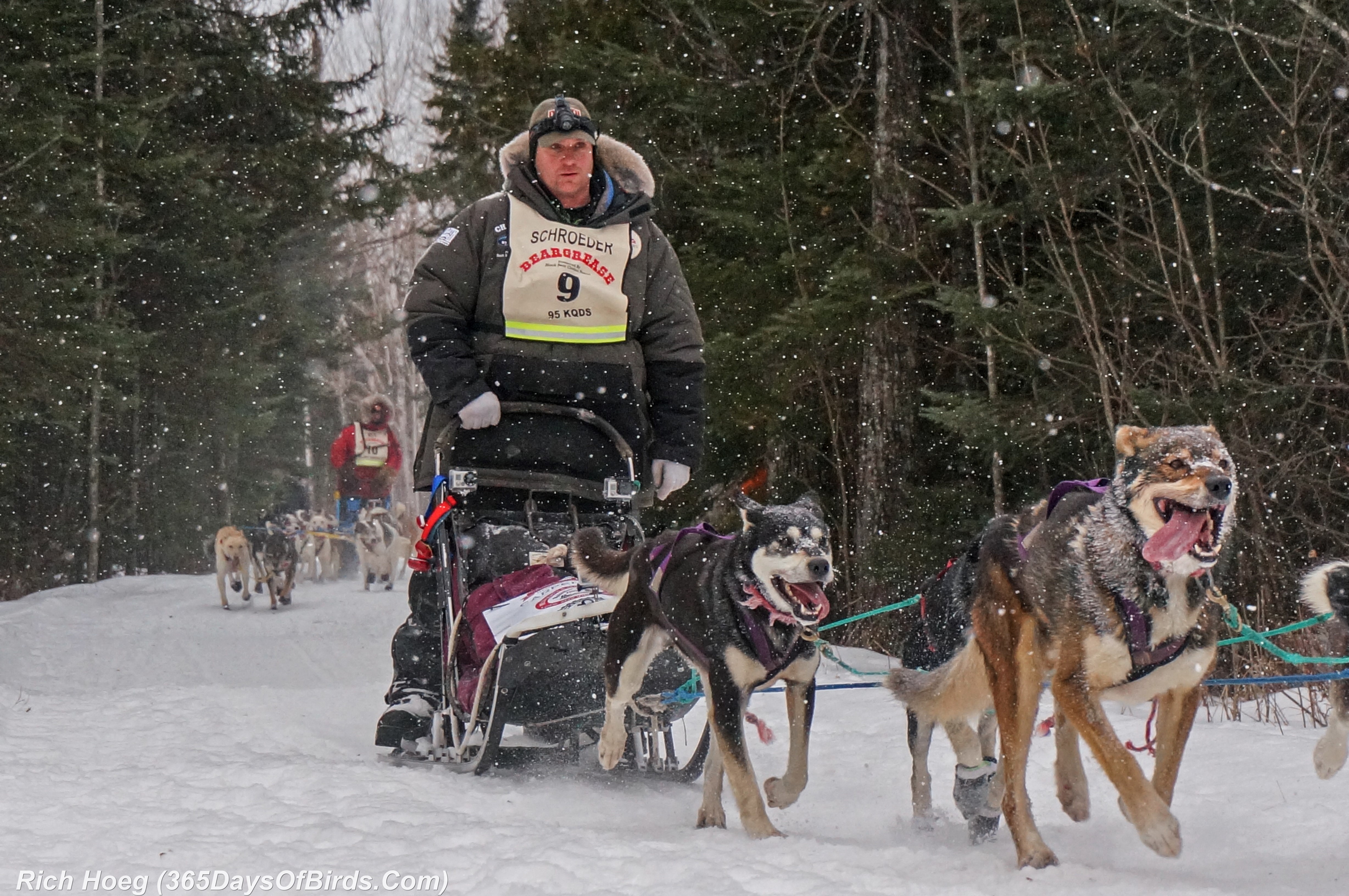 Year 2 John Beargrease Sled Dog Race! 365 Days of Birds