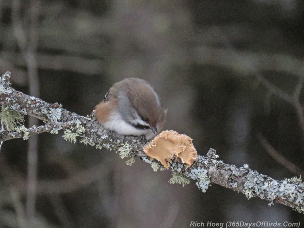 Year-2-Boreal-Chickadee-1