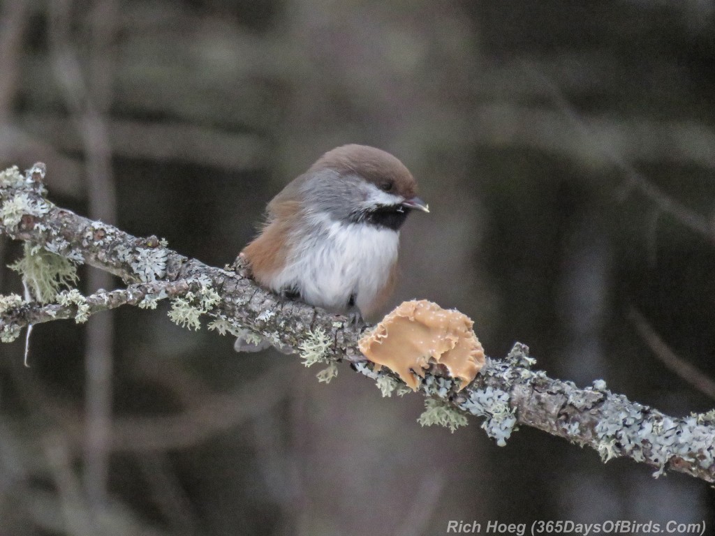 Year-2-Boreal-Chickadee-2