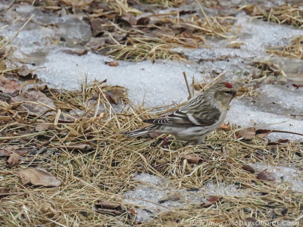 Year-2-Hoary-Redpoll