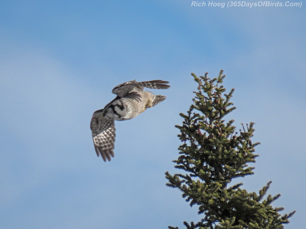 Year-2-Northern-Hawk-Owl-Diving-1
