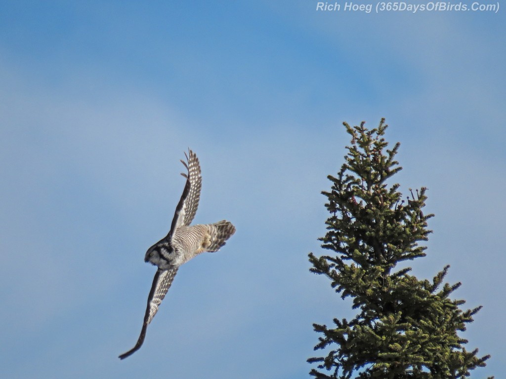 Year-2-Northern-Hawk-Owl-Diving-2