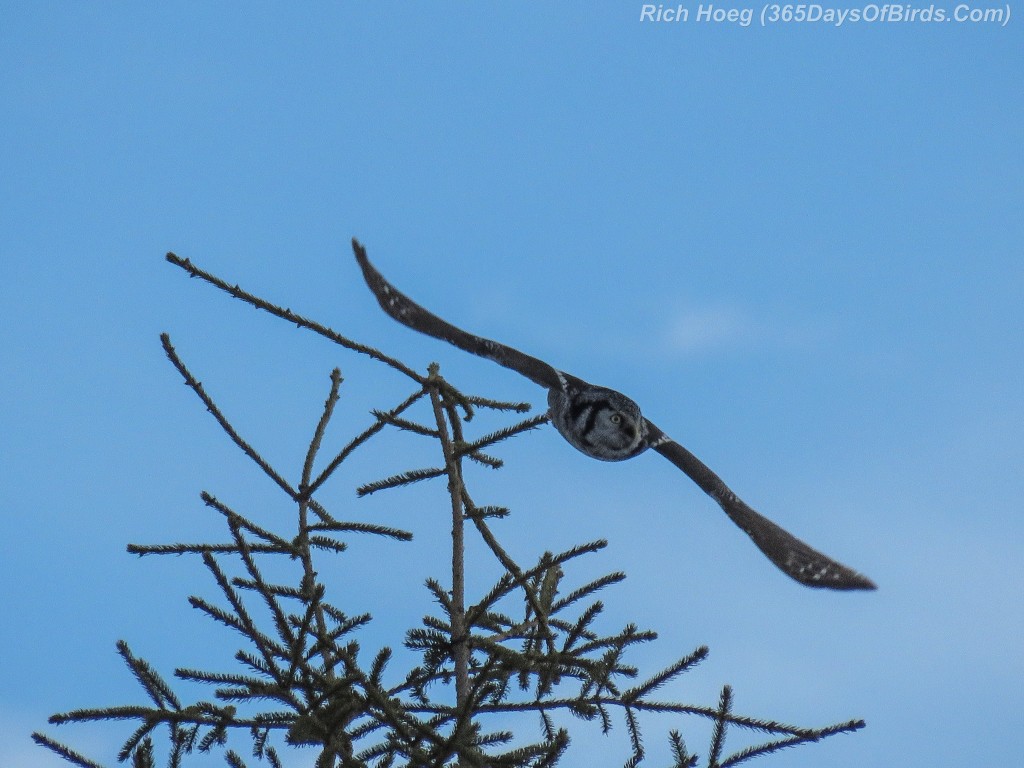 Year-2-Northern-Hawk-Owl-Diving-3