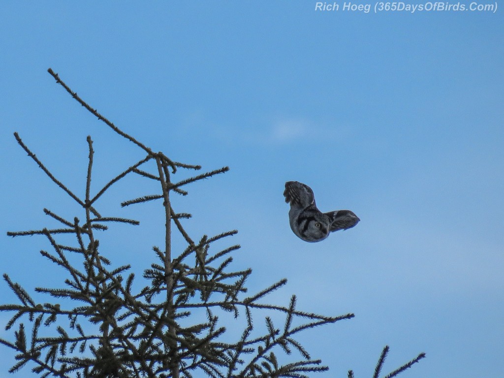 Year-2-Northern-Hawk-Owl-Diving-4