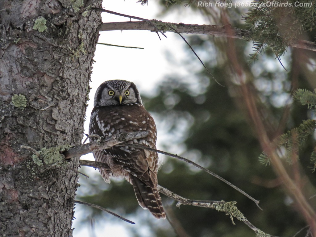 Year-2-Northern-Hawk-Owl-Perched