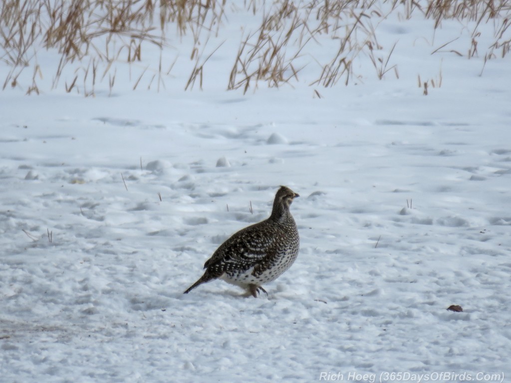 Year-2-Sharp-Tailed-Grouse