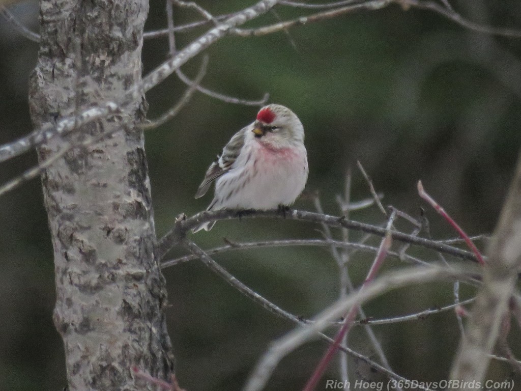 Y2-D016-Hoary-Redpoll