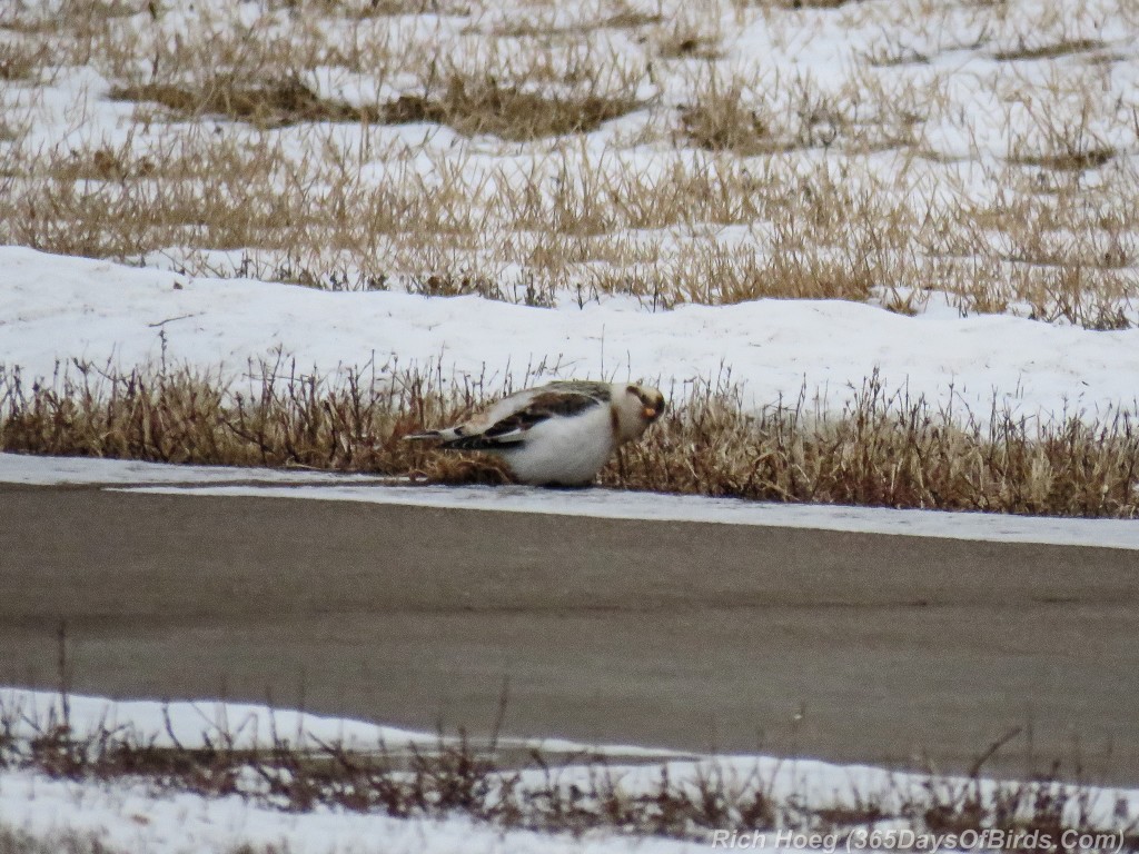 Y2-D016-Snow-Bunting