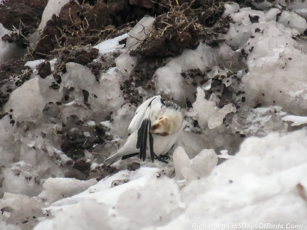 Y2-D017-Snow-Bunting-1