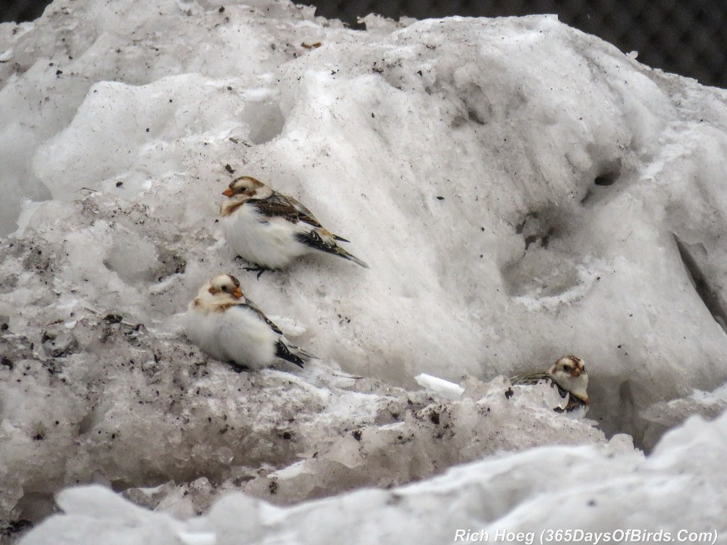 Y2-D017-Snow-Bunting-2