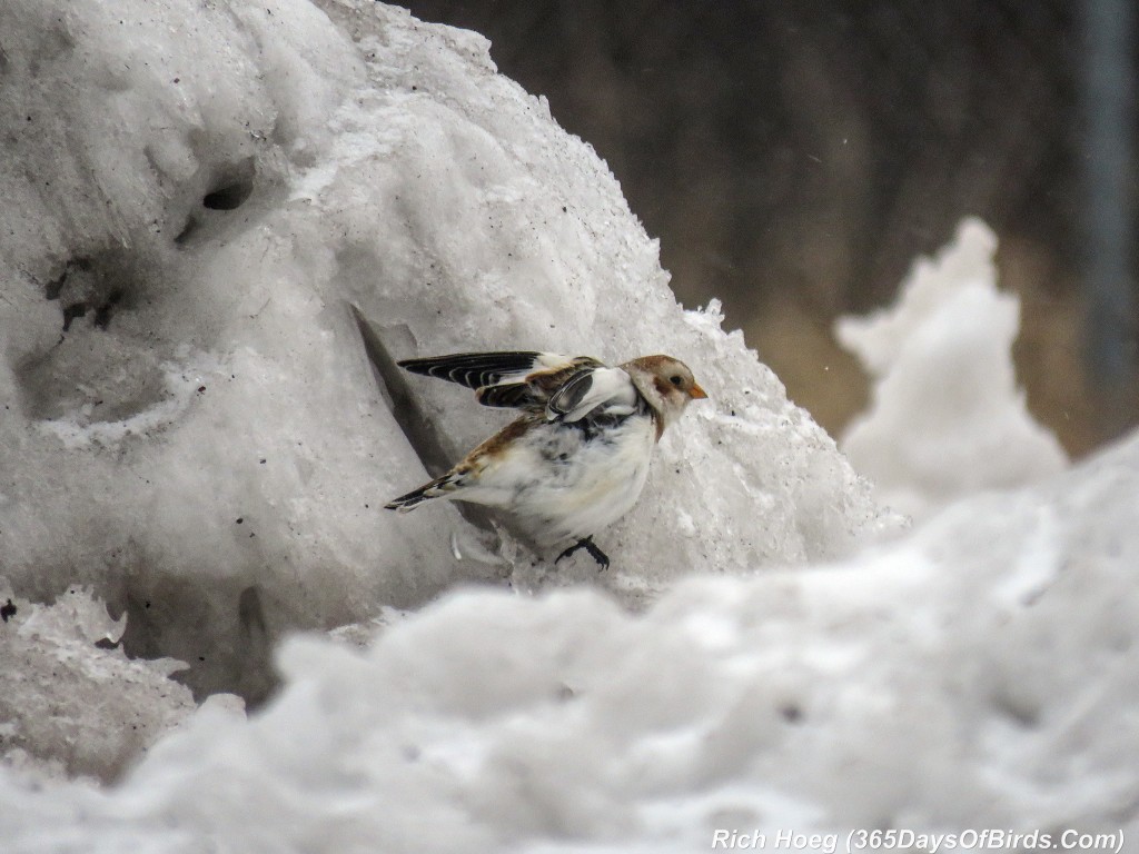 Y2-D017-Snow-Bunting-3