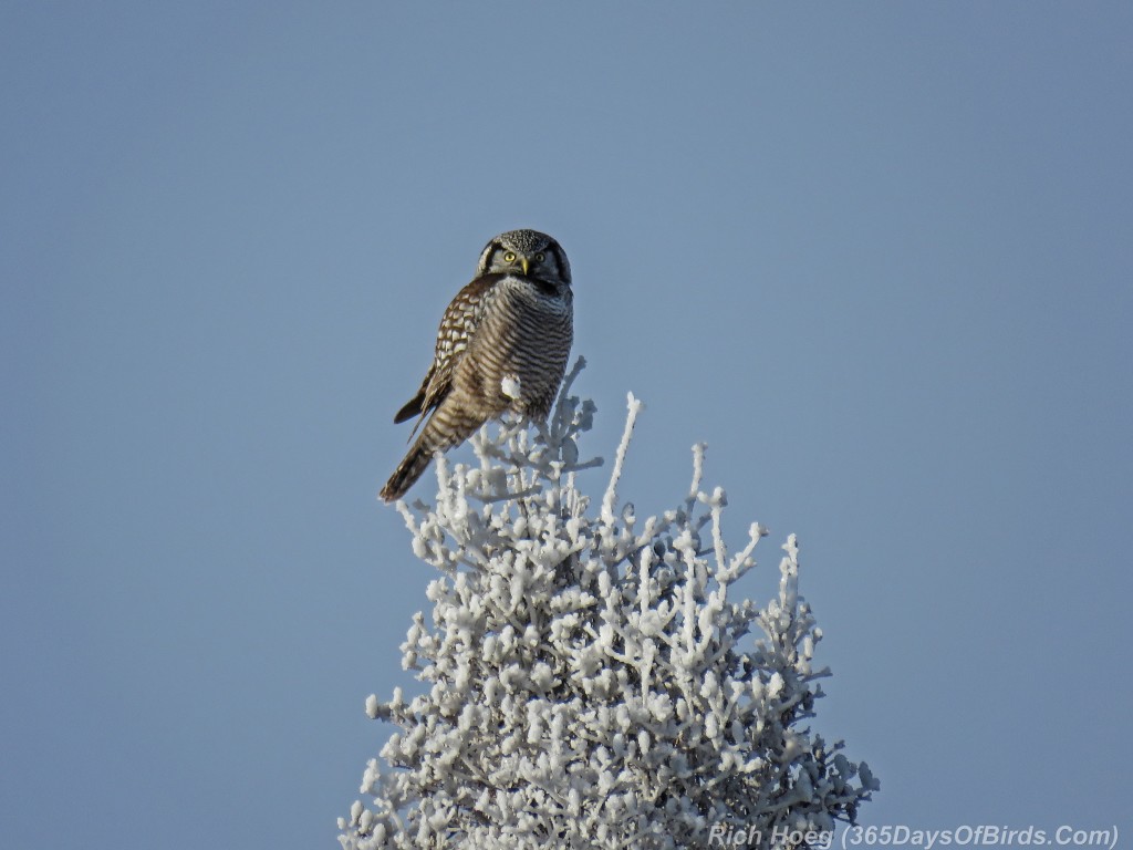 Y2-D018-Northern-Hawk-Owl-Iced-Trees-1