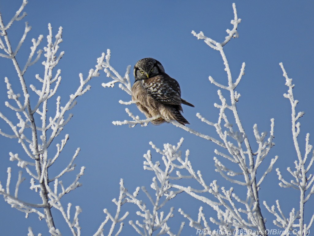 Y2-D018-Northern-Hawk-Owl-Iced-Trees-2