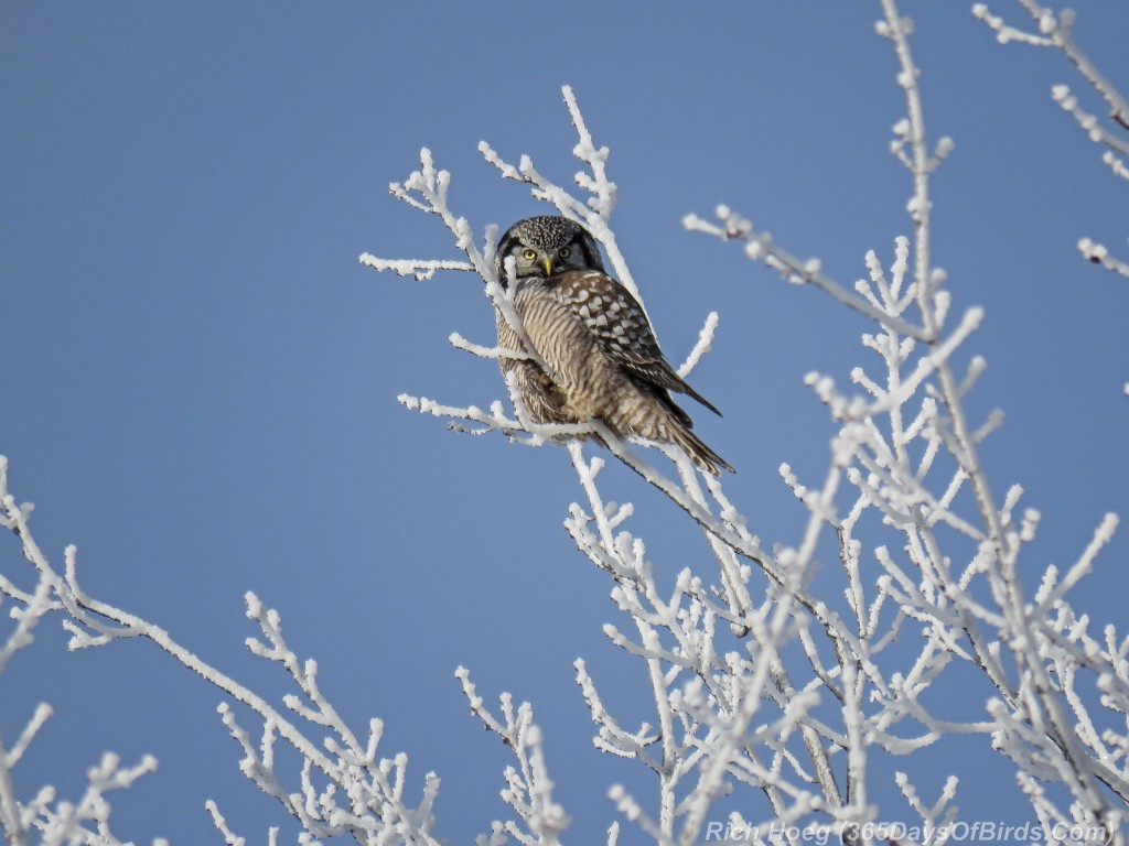 Y2-D018-Northern-Hawk-Owl-Iced-Trees-3