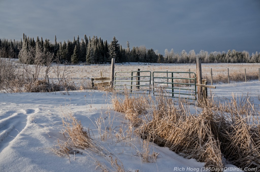 Y2-D018-Winter-Pasture