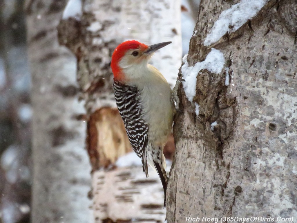 Y2-D020-Red-Bellied-Woodpecker-2