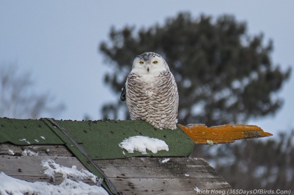 Y2-D027-Snowy-Owl
