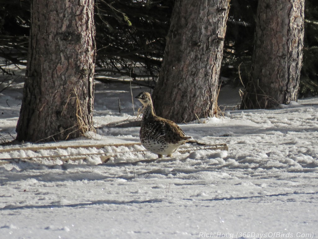 Y2-D031-Sharp-Tailed-Grouse-1