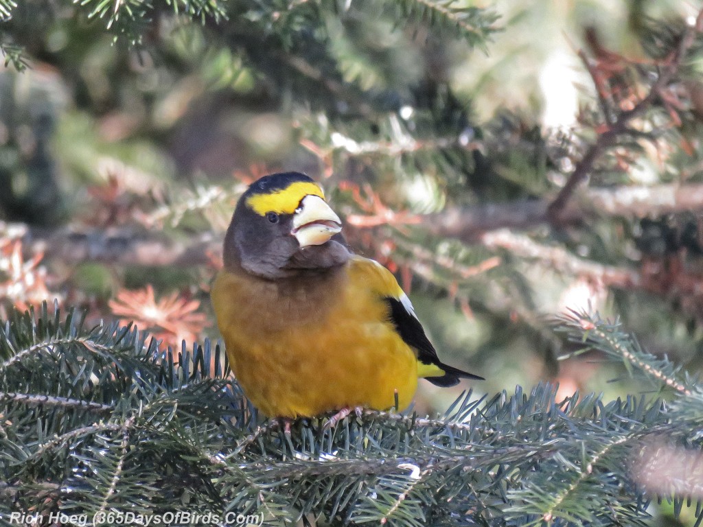 Y2-D033-Evening-Grosbeak