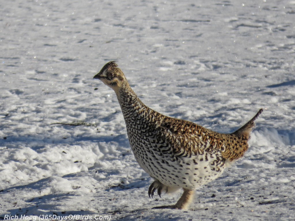 Y2-D033-Sharp-Tailed-Grouse-2