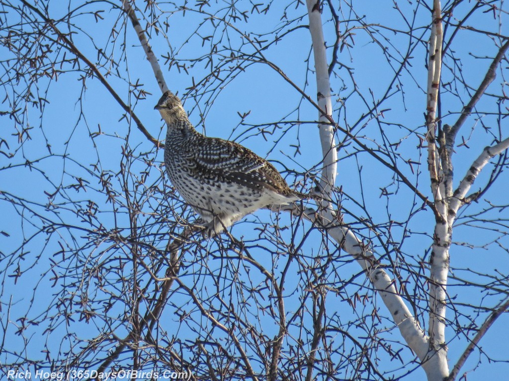 Y2-D033-Sharp-Tailed-Grouse-3