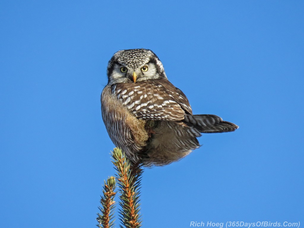 Y2-D034-Northern-Hawk-Owl-1