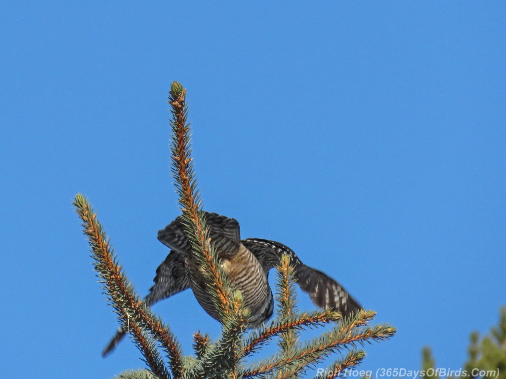 Y2-D034-Northern-Hawk-Owl-3