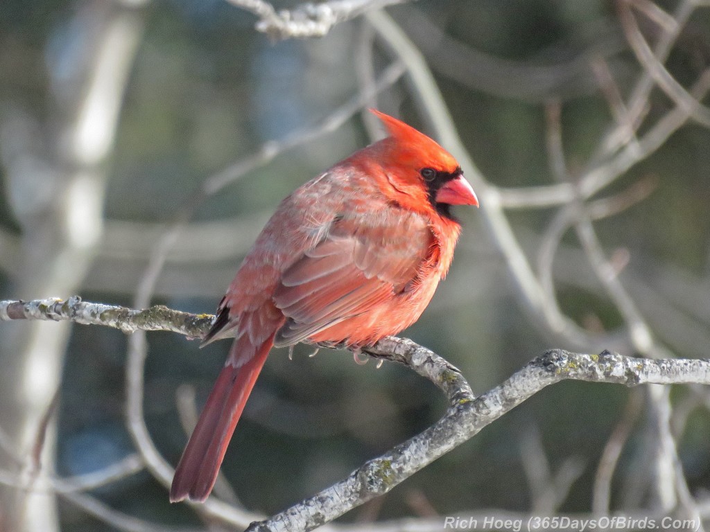 Y2-D035-Cardinal