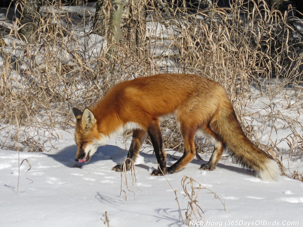 Y2-D037-Red-Fox-3