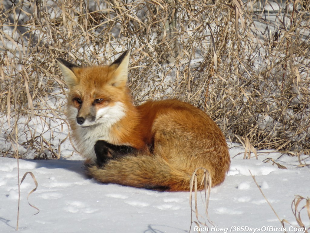 Y2-D037-Red-Fox-6