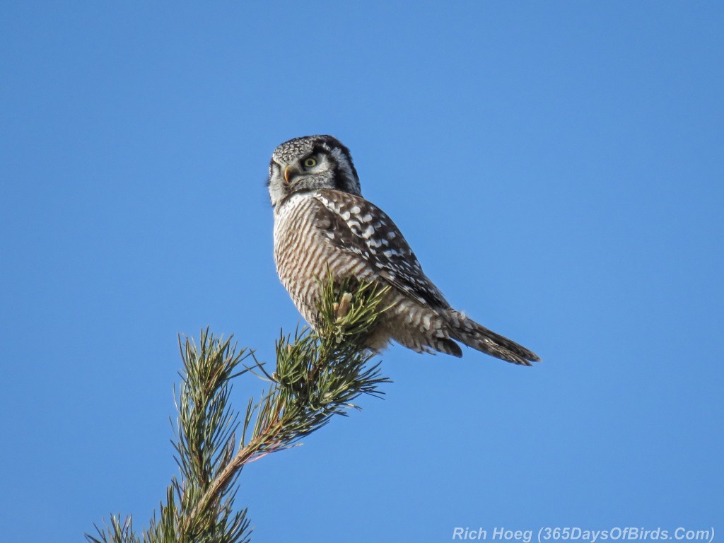 Y2-D039-Northern-Hawk-Owl-Hunt-1