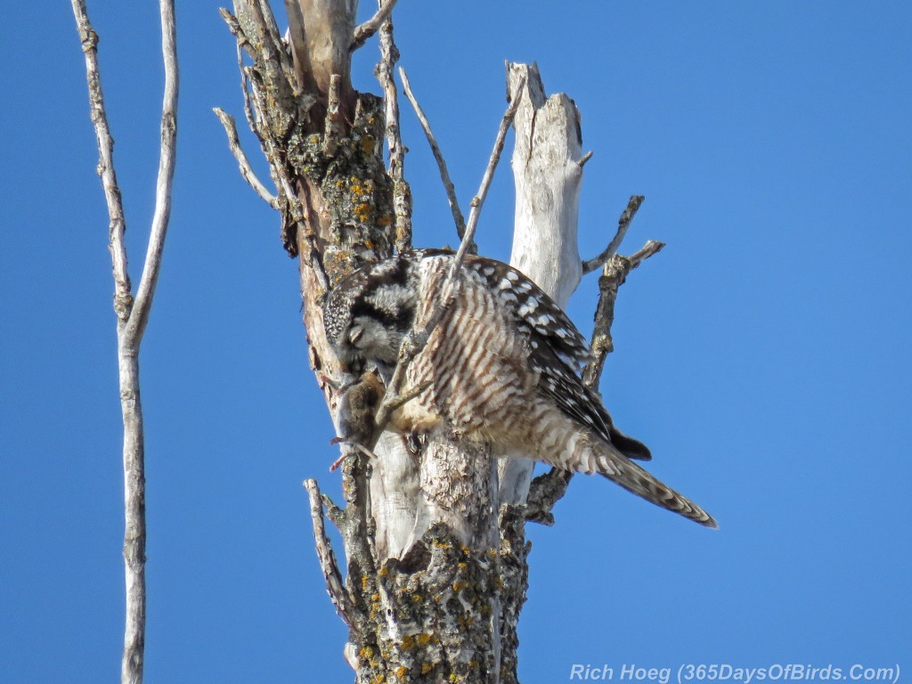 Y2-D039-Northern-Hawk-Owl-Hunt-2