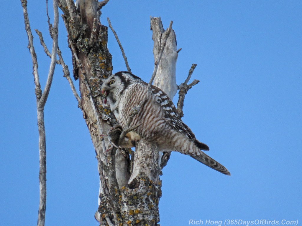 Y2-D039-Northern-Hawk-Owl-Hunt-3