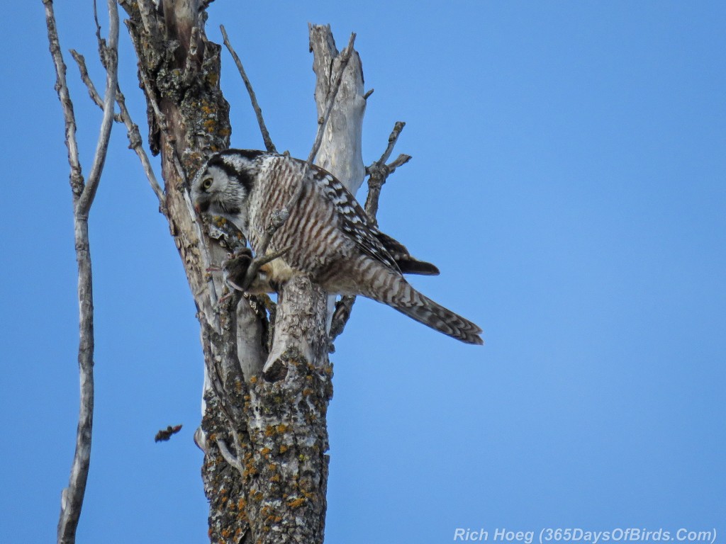 Y2-D039-Northern-Hawk-Owl-Hunt-4