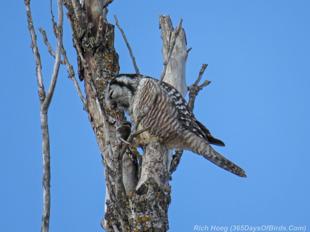 Y2-D039-Northern-Hawk-Owl-Hunt-6